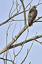 Bosque Del Apache Hawk